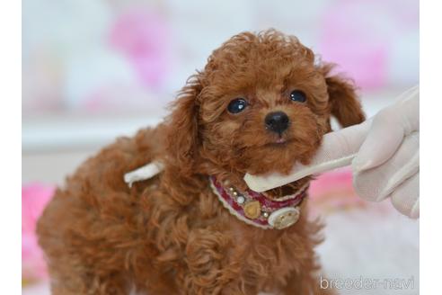 成約済の埼玉県のティーカッププードル-140349の10枚目